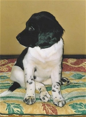 Front view - A small black and white Stabyhoun puppy is sitting on a bed and it is looking to the left. Its legs are white with black spots on them and its head and ears are black. It has black areas on its back.