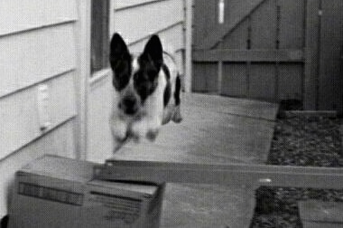 Black and White photo of Sydney the Australian Blue Heeler is jumping over a metal rod being held up by a box