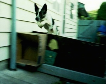 Sydney the Australian Blue Heeler is jumping over a wood board and a cardboard box