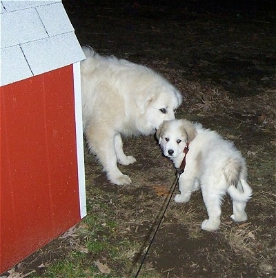 A Great Pyrenees is standing in front of a red doghouse and sniffing a Great Pyrenees puppy. It looks like it is whispering a secret