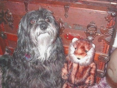 The front right side of a silver-gray Tibetan Terrier dog sitting in front of a chest, it is looking up and forward. There is a tiger toy to the right of it. The dog has a long coat with round brown eyes and a big black nose.