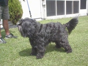 The front left side of a wavy long-haired, silver-gray Tibetan Terrier dog standing across a grass surface looking to the left, there is a person standing in front of it and it has a blue leash attached to it.