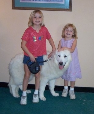 A blonde haired girl is standing in front of a Great Pyrenees dog and behind the dog is a smaller blonde-haired girl. They both are touching the dog.