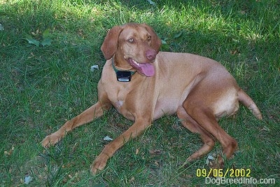 The left side of a red Vizsla that is laying across grass, it is looking to the right, its mouth is open and its tongue is sticking out. The dog has a brown nose and golden yellow eyes.