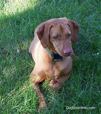 A red Vizsla is laying in grass, it is looking down and to the right. It has wrinkles on its head.