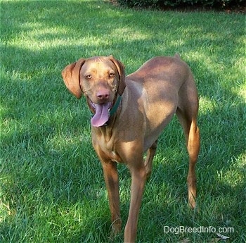 A red Vizsla is standing in grass, it is looking forward, its mouth is open, its long tongue is hanging out. It has long ears that hang down to the sides and its eyes are light golden brown. It has a brown nose.