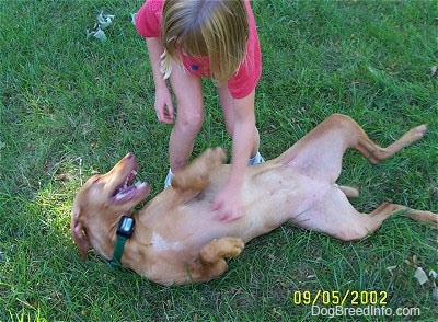 A blonde-haired girl is petting the belly of a red Vizsla that is enjoying it. The dog is laying belly up in the grass.