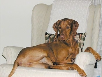 The back right side of a red Vizsla that is laying across an arm chair and it is looking forward.