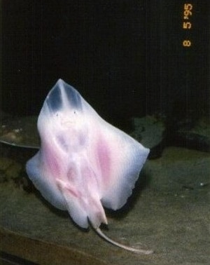 The underside of a sting ray. It has two dots for eyes and a line for a mouth.