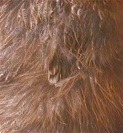 Close Up - Brown feathers of a keet growing out of the fuzz