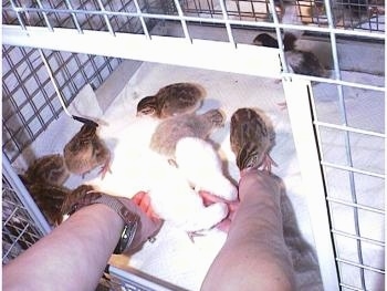 Keets are eating out of a person's hands that are inside of a cage.