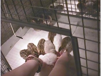 Two hands are inside of a cage feeding a group of keets that are standing on paper towels.