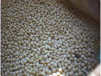 white millet