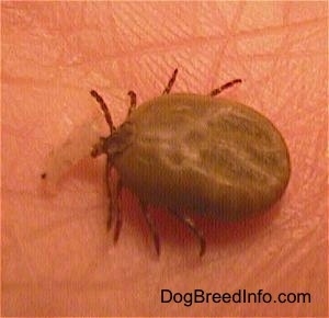 Close up - A fat, blood-filled tick is standing on a persons hand. There is a piece of skin in its mouth.