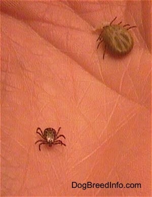 A Small Tick