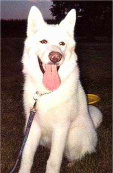 The right side of a pure white Alaskan Malamute that is sitting on grass with its mouth open and its tongue out. There is a frisbee behind it.