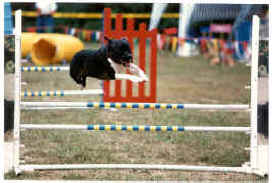 A Staffordshire Bull Terrier is jumping over an agility bar on an obstacle course