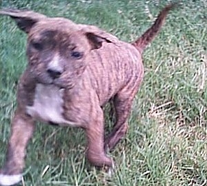 The left side of a brindle with white American Bulldog running on a lawn.