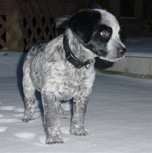 A black and white Australian Cattle Puppy standing in snow and it is looking to the right.