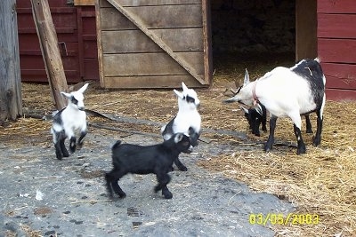 For baby goats and their adult mother in front of an open barn stall door.
