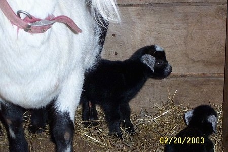 A black with white Kid Goat is standing under a black and white Goat. The kid goat is looking to the right.