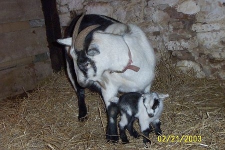 An adult goat and her baby - A black and white Goat is standing in Hay and looking down and to the left with its black and white kid under it.
