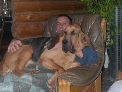 Sadie the Bloodhound in the lap of a man who is sitting in a chair