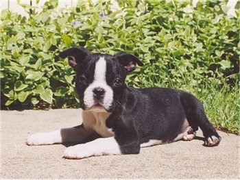 Apollo the Boston Terrier laying on the sidewalk in front of a flower bed