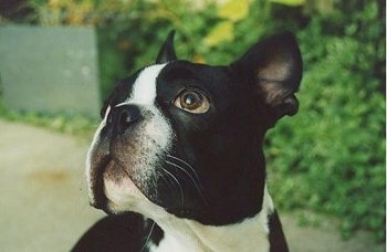 Close Up head shot - Apollo the Boston Terrier looking up