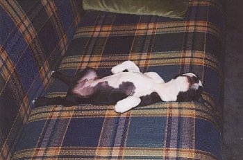 Apollo the Boston Terrier laying on its back belly-up on a plaid couch