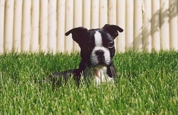 Apollo the Boston Terrier laying in tall grass with a white fence behind him