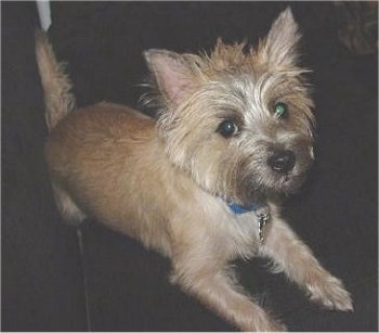 Barkley the Cairn Terrier is laying on a couch and looking at the camera holder