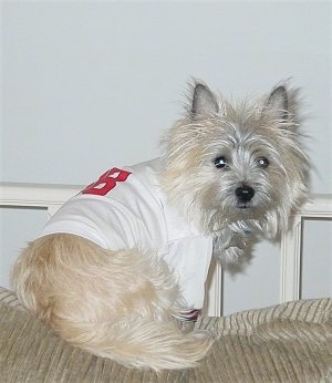 Barkley the Cairn Terrier is sitting on the back of a couch wearing a white jersey and turning and looking at the camera