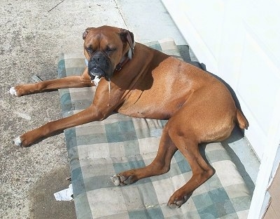 Shakey the Boxer is laying on a pillow in front of a house and drooling about an 8 inch string down the right side of his face