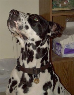 Rico the black and white spotted Dalmatian/Great Dane mix is sitting in front of a bookcase with a pack of napkins on it. He has drool coming from the corner of his mouth.