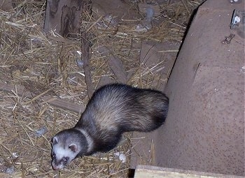 A top down view of a ferret standing next to an upside down metal bathtub and on top of hay.