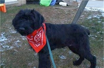 A black Giant Schnauzer Puppy is wearing a red bandana and standing in a persons yard