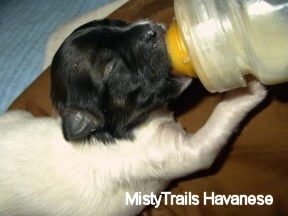 Close Up - A white with black Havanese puppy is being fed milk out of a bottle. It's front paw is touching the end of the bottle.