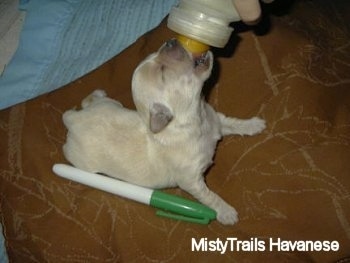 A cream Havanese puppy is laying next to a green marker being fed a bottle of milk on a brown tiled floor with a light blue blanket behind it.