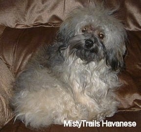 A tan and brown with black Havanese is sitting on a brown shiny colored couch