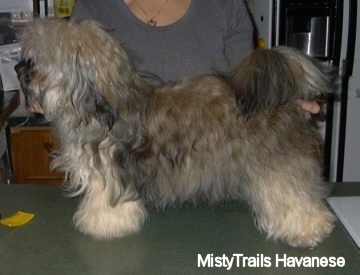 A tan, gray, brown with black Havanese is standing on a green table and being posed in a stack by a person behind it