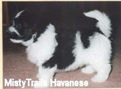 Left Profile - A black and white Havanese puppy is standing on a tan carpet. There is a tan border around the image
