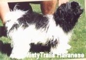Right Profile - A black and white Havanese is standing on grass. There is a person behind it posing it in a show stack.