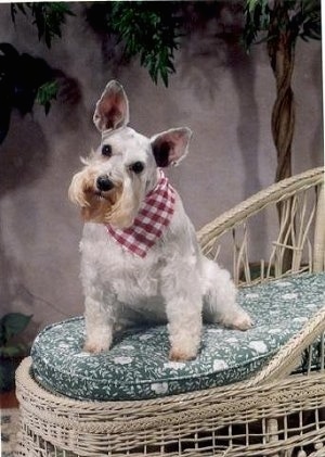 A large-eared light gray Miniature Schnauzer is sitting in a white wicker chair on top of a green cushion wearing a red and white checkered bandana. Its head is tilted to the right.