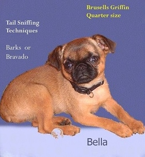 A fake magazine cover with a tan Belgian Griffon laying on it with the words 'bella' overlayed.