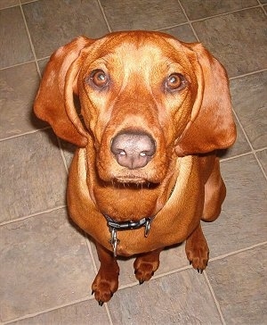 Top down view of a Redbone Coonhound sitting on a tan tiled floor looking up.