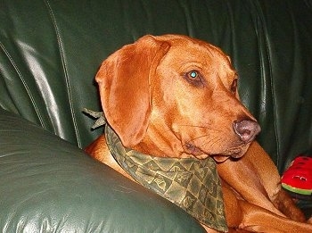 A Redbone Coonhound is wearing a green bandana, laying on a green leather couch and it is looking to the right. Its long ears look soft and its coat looks shiny.