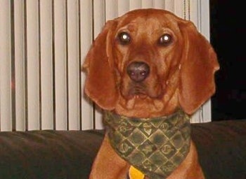 Close up head shot - A Redbone Coonhound is wearing a green bandana and it is sitting on top of a couch. It has long wide ears.