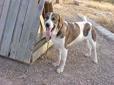A brown and white Portuguese Watchdog is standing in dirt and to the right of it is wood placed into a triangle shaped dog house. Its mouth is open and its tongue is out. The dog is chained to the dog house.