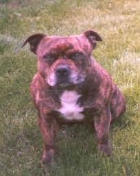 A wide brindle with white Staffordshire Bull Terrier is sitting in grass, it is looking up and forward.